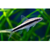 Kosiarka - Crossocheilus langei - Grubowarg Syjamski